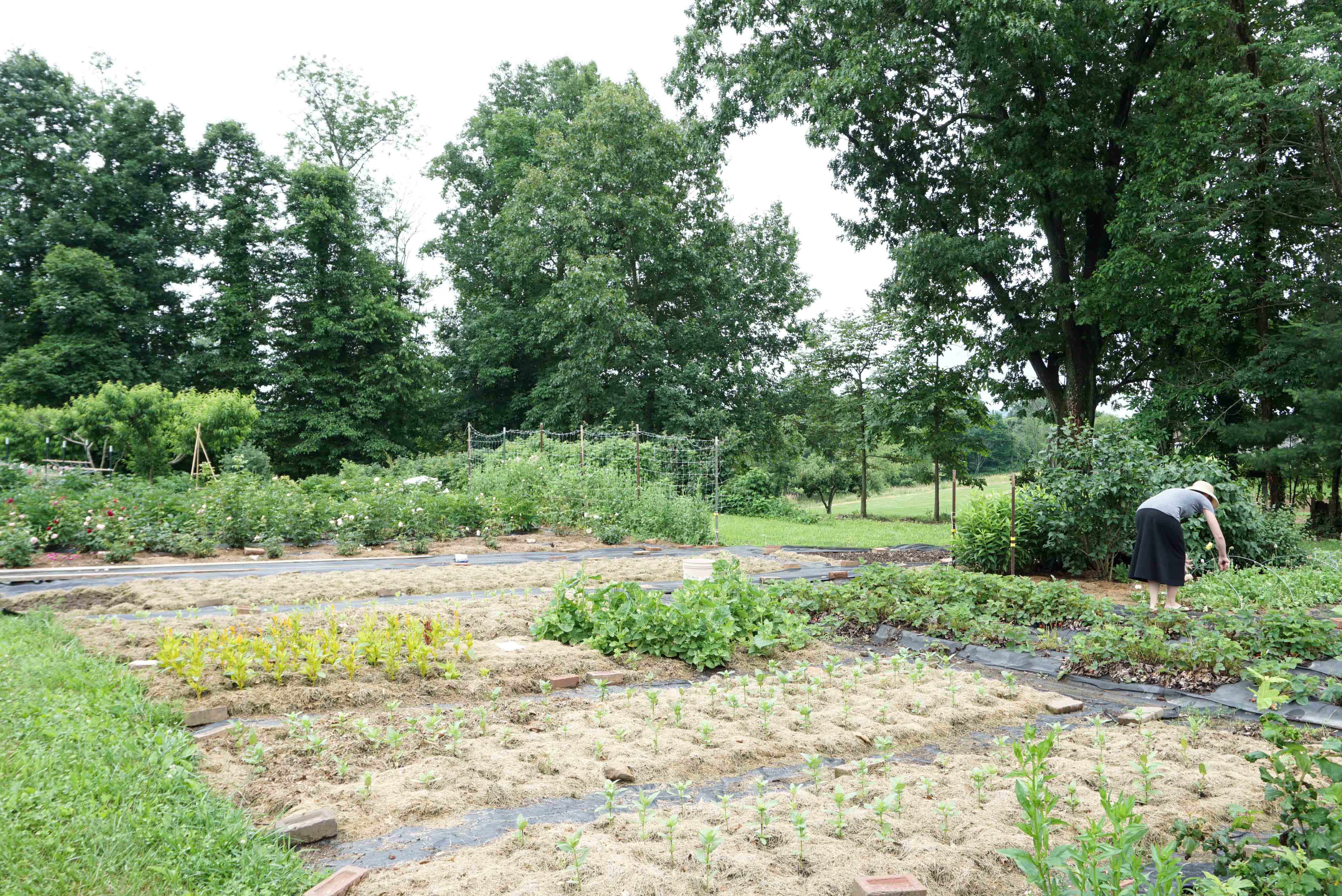 Early June Garden Walk - Root Design Company