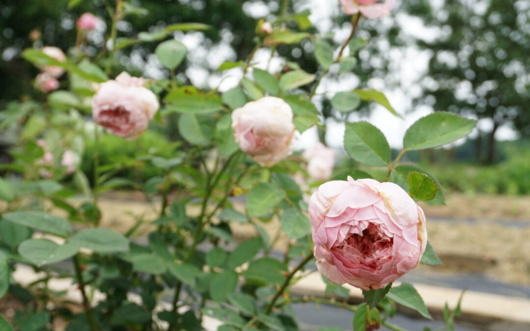 Early June Garden Walk