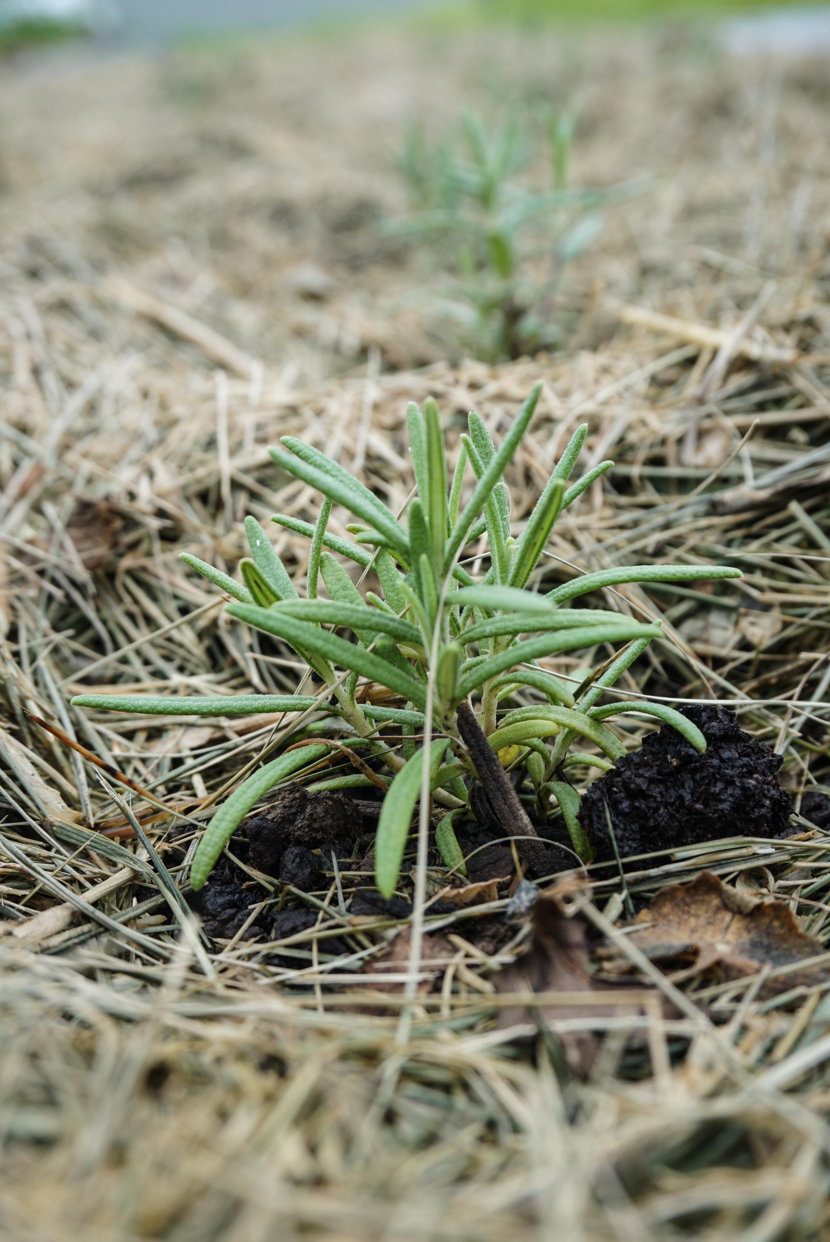 Early June Garden Walk - Root Design Company