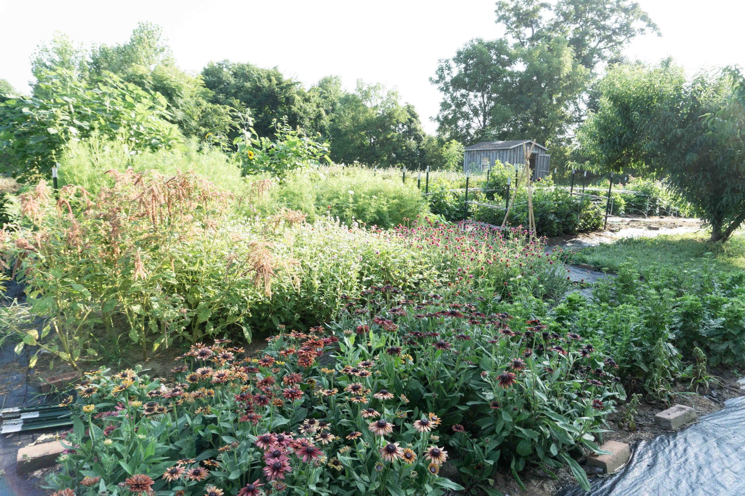cottage garden with shed