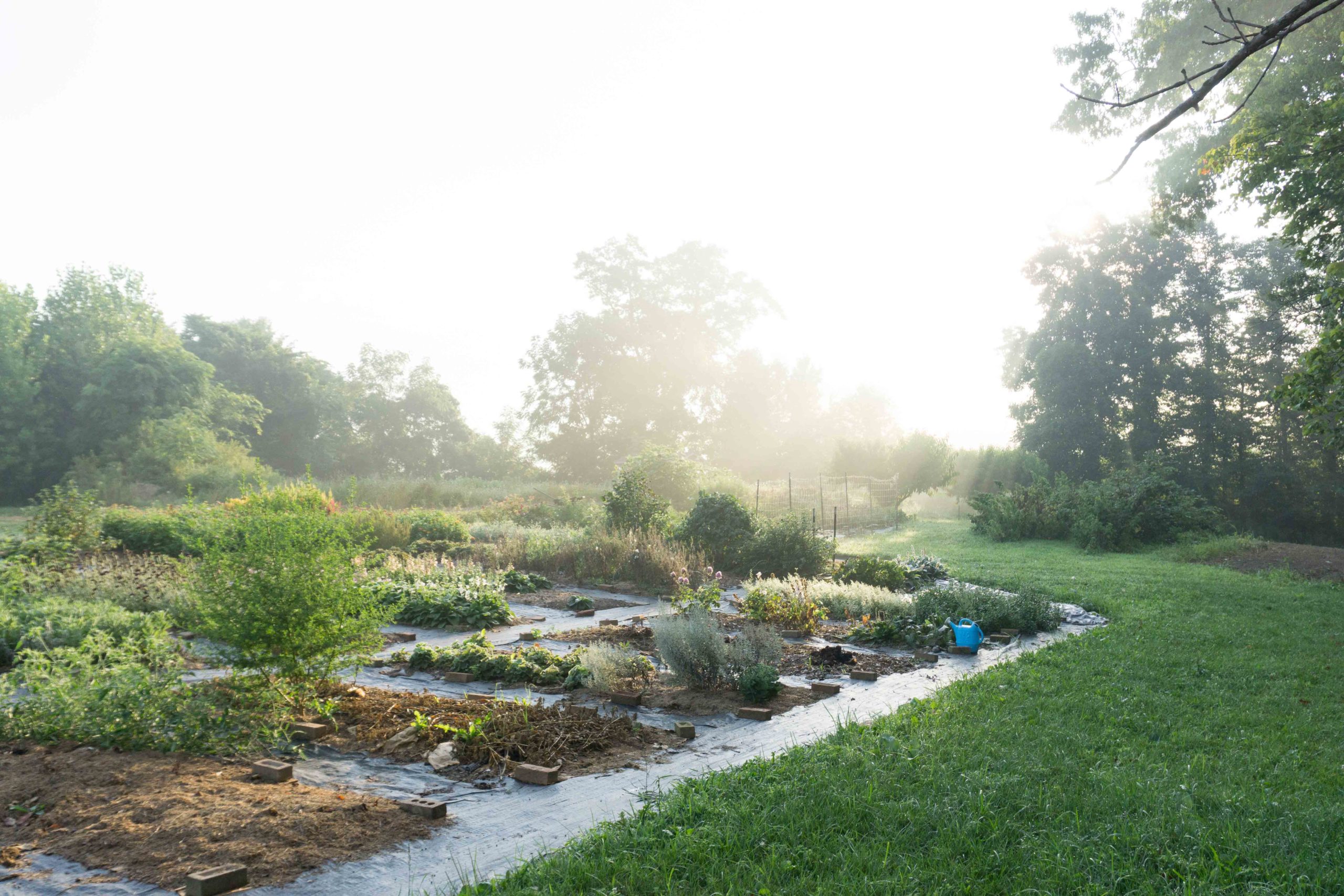 misty August garden