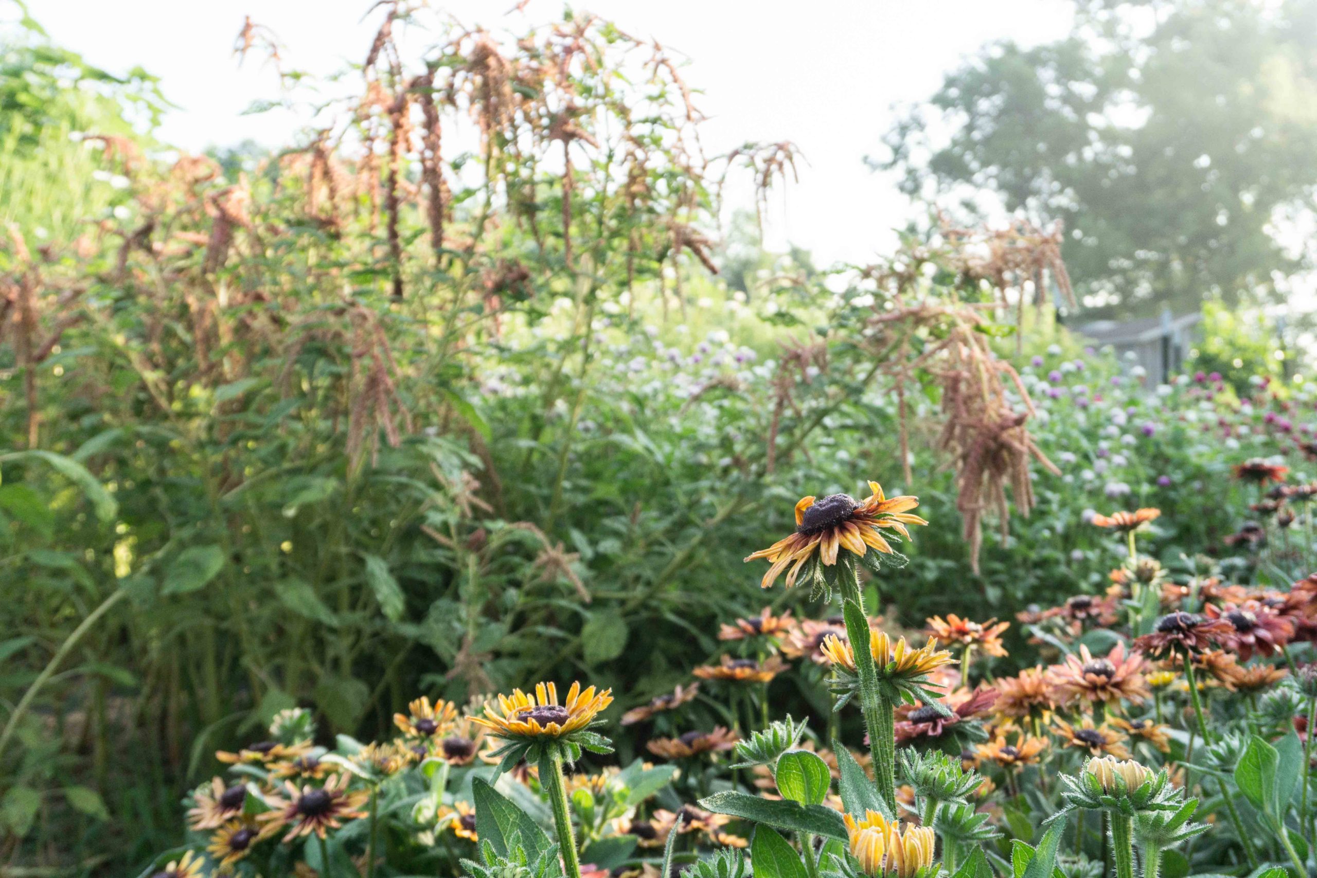 rudbeckia and trailing amaranth flowers