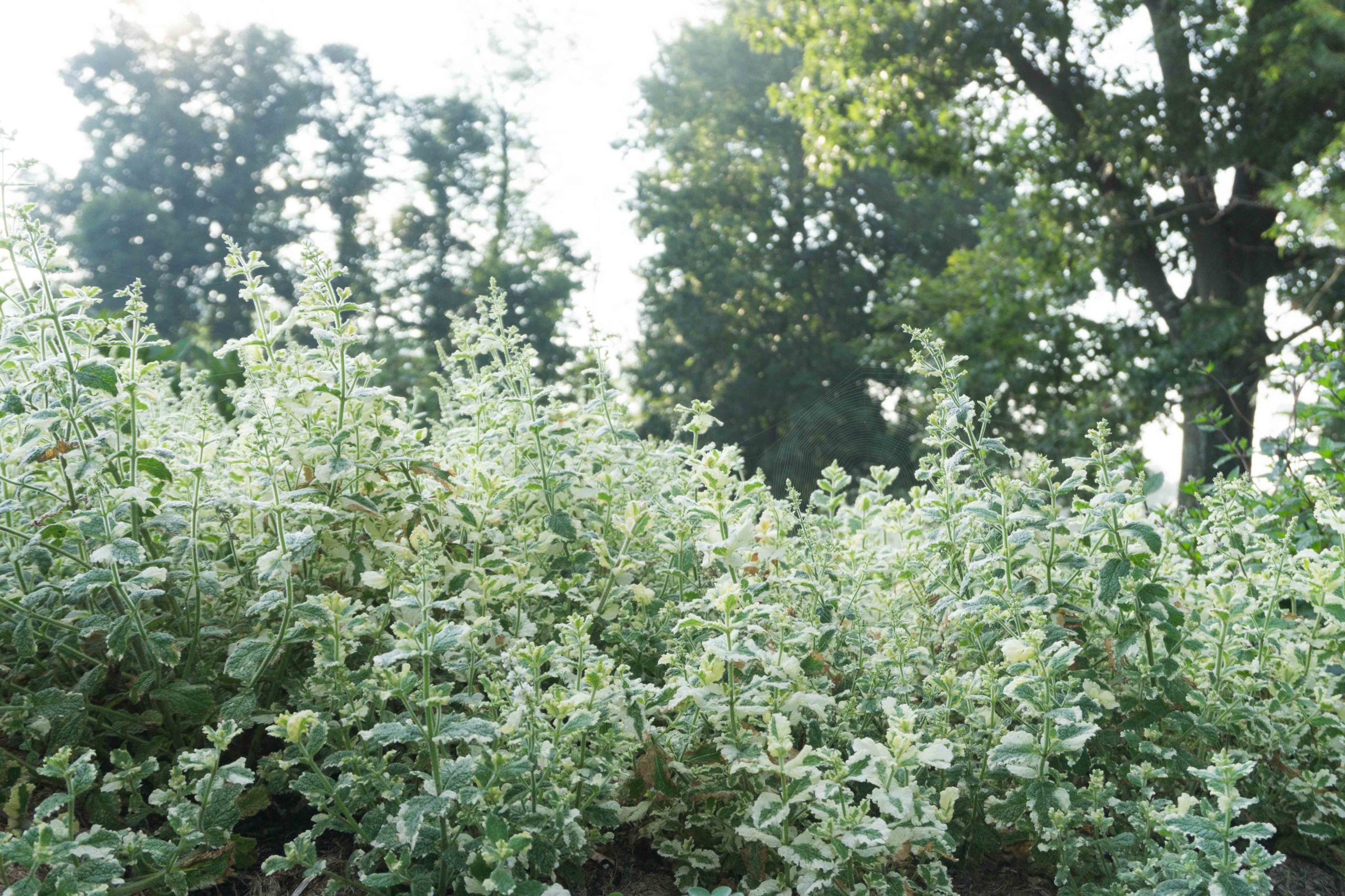 pineapple mint in a garden