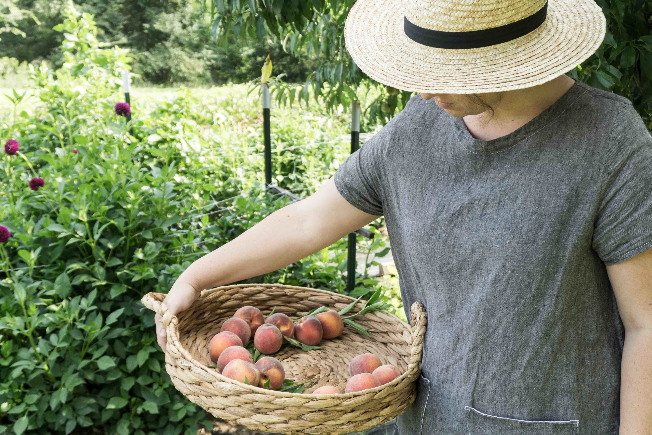 peaches in a basket