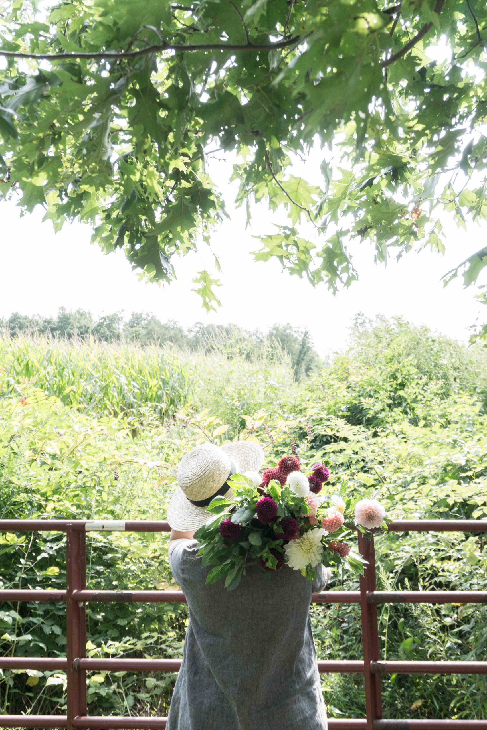 armload of dahlia flowers