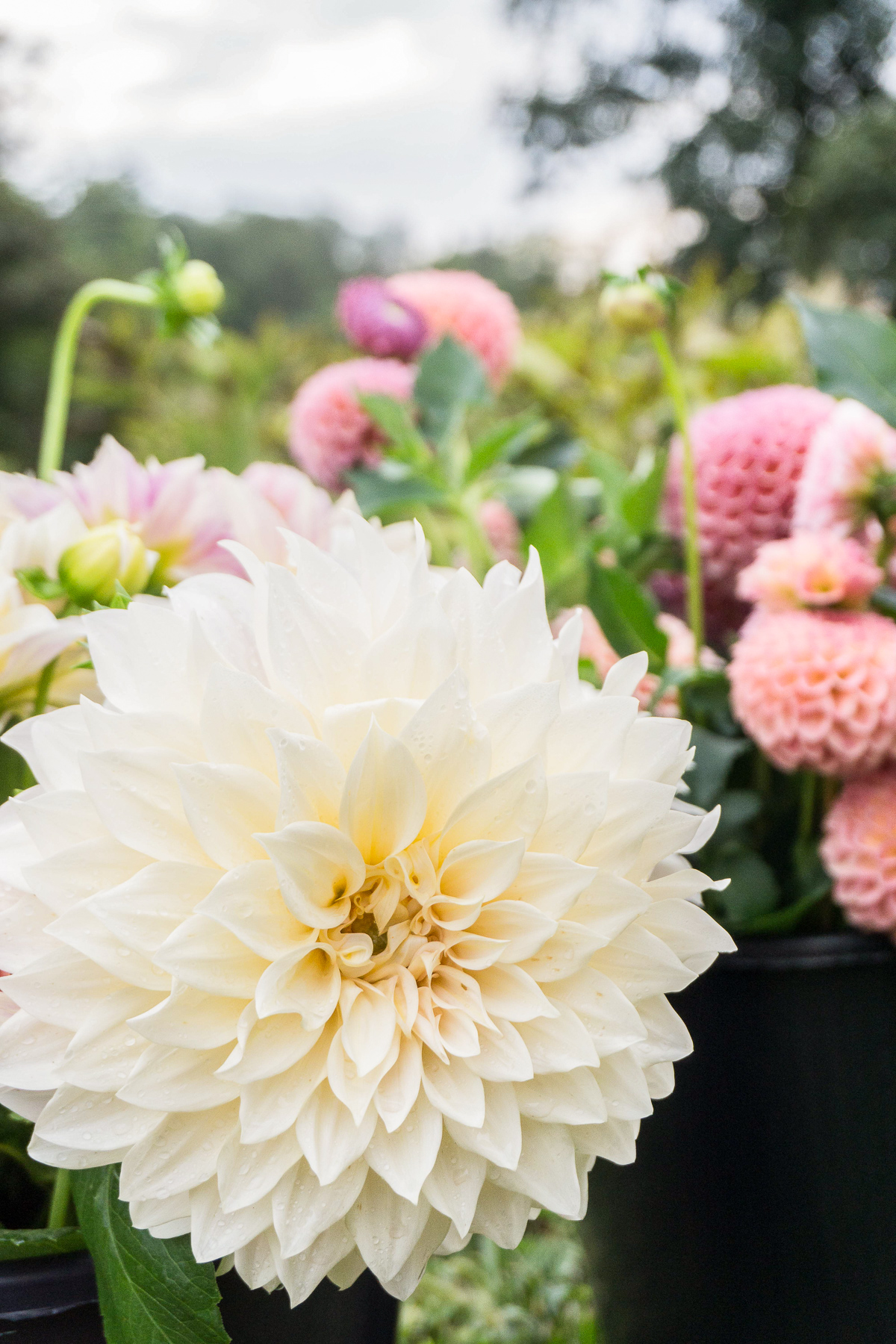 How to Grow Dahlias Root Design Company