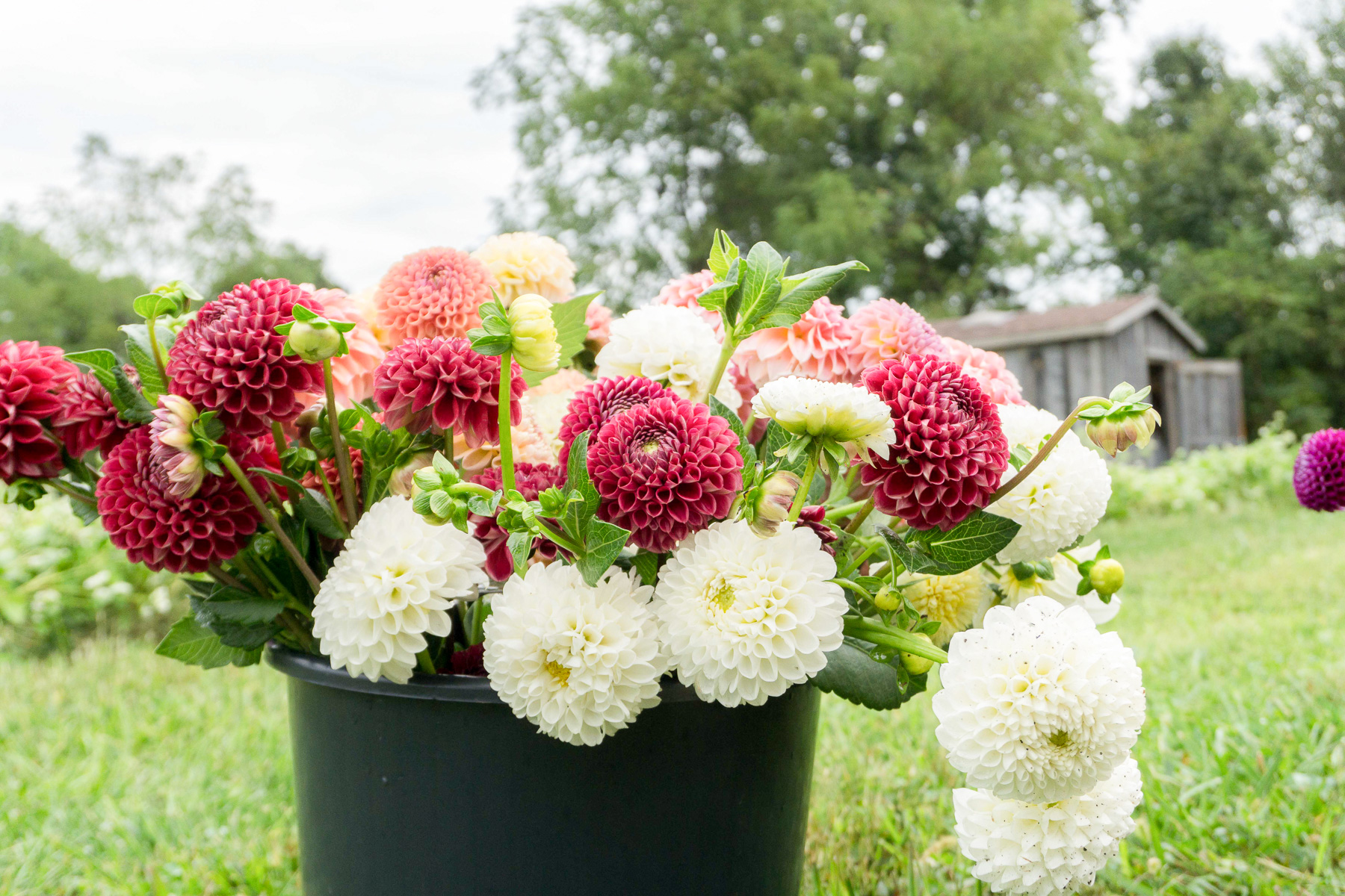 bucket of dahlias, how to grow dahlias