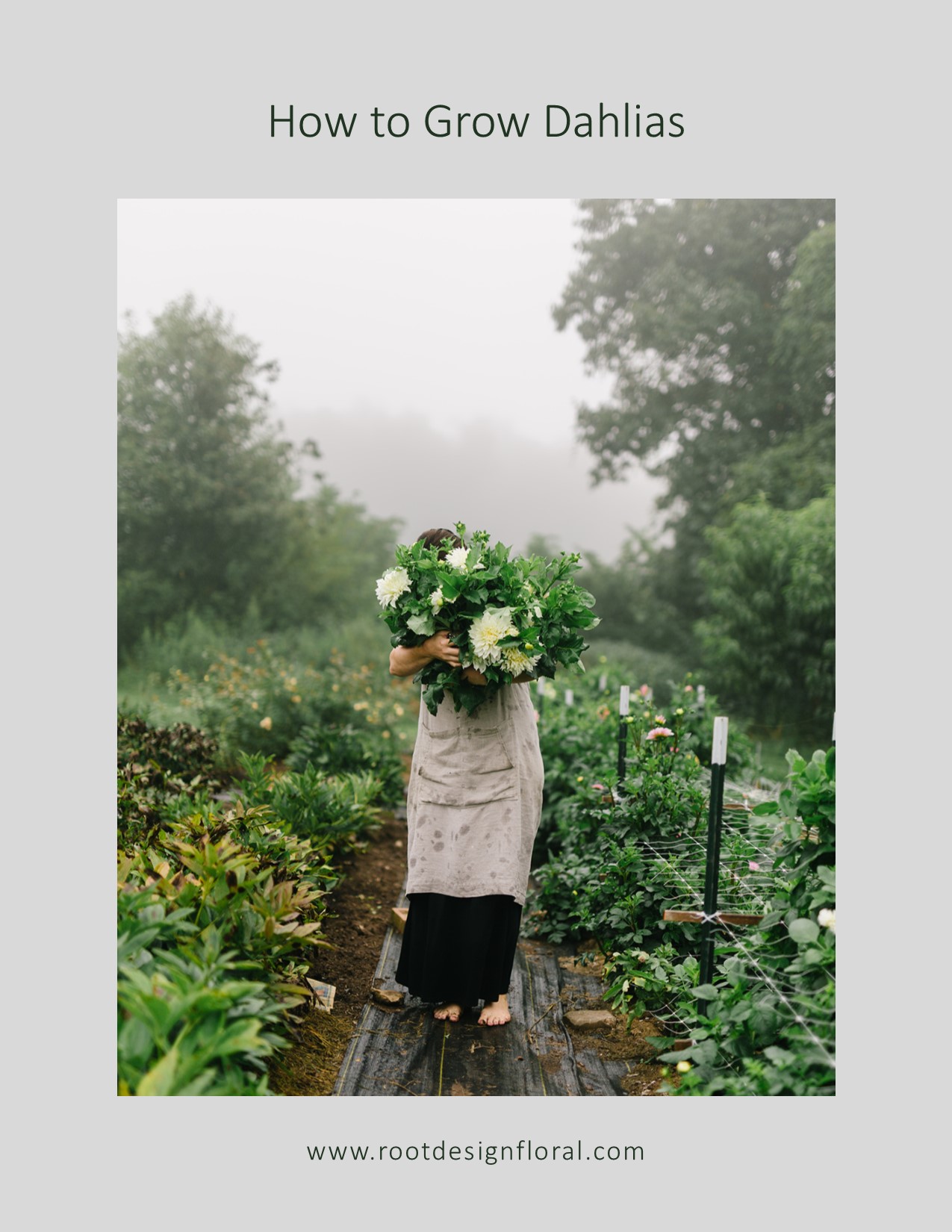 how to grow dahlias in your garden