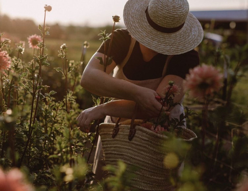 cut flower garden tips