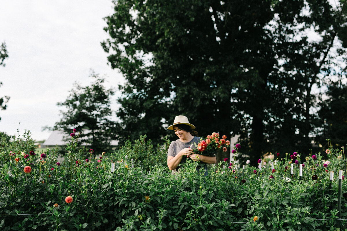 dahlias in the garden