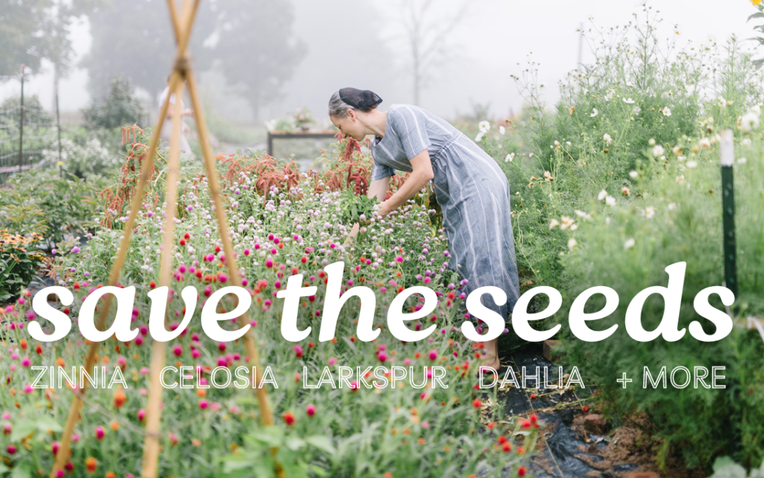 Save Seeds from Your Flowers